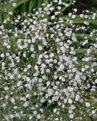 Gypsophila