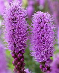 Liatris