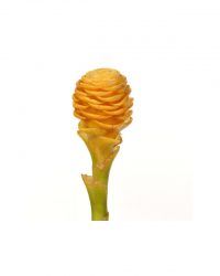 Ginger Shampoo