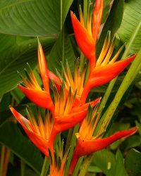 Heliconia